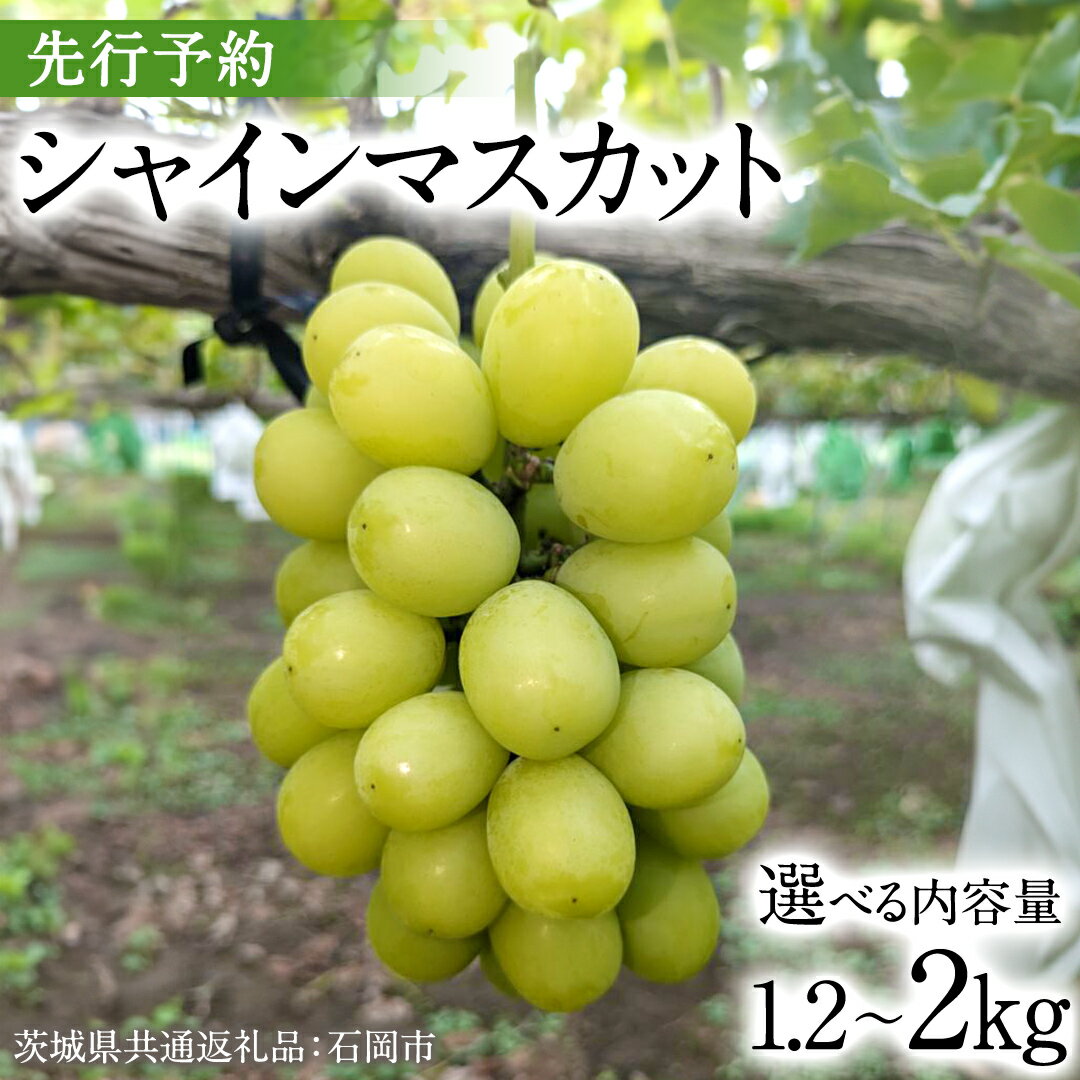 【ふるさと納税】《 選べる 内容量 》 【2025年9月上旬発送開始】 シャインマスカット 1.2kg 1.5kg 2kg ( 茨城県共通返礼品 石岡市 ) 数量限定 フルーツ 果物 マスカット ぶどう 葡萄 ブドウ 旬 国産 産地直送