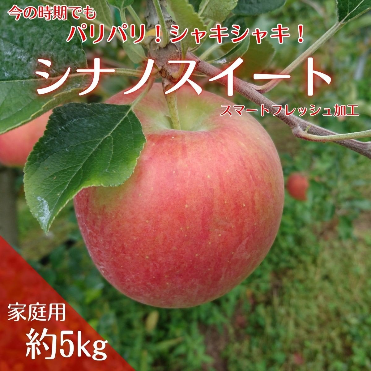 
                  【アグリスタくましろ】シナノスイートSF　ご家庭用約5kg(12～20玉) 長野県 信州 南信州 高森町 りんご スマートフレッシュ
                