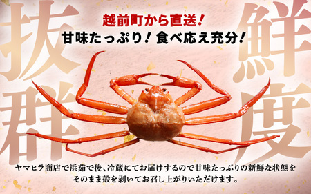 ≪浜茹で≫越前産 紅ずわいがに × 1杯（生で約750g～850g）【2月発送分】【紅ズワイガニ カニ かに 蟹】【紅ずわいがに】希望日指定不可 [e80-x002_02]