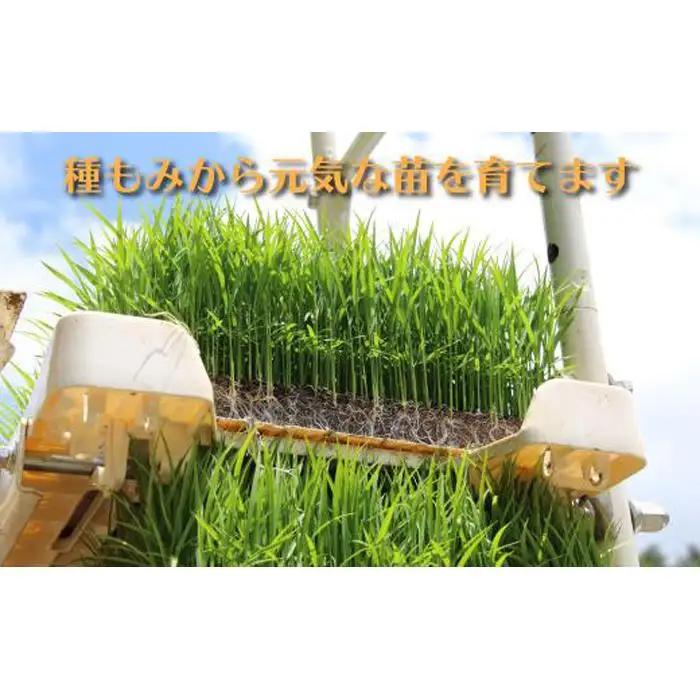 【令和8年産新米予約】南魚沼産コシヒカリ　特別栽培米　八富米　八海山の雪解け水が育むお米　白米５ｋｇ【2026年10月中旬から1ヶ月以内に順次発送予定】