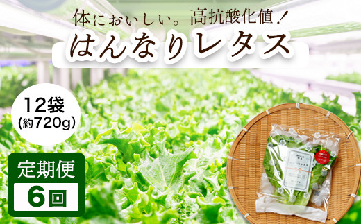 【 定期便 】 みらい乃野菜 はんなりレタス 12袋 720g 6回 60,000円
