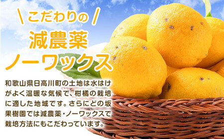 レモン 名産地からお届け! 訳あり 国産 レモン 約 5kg (サイズ混合)  ノーワックス 減農薬 どの坂果樹園《2024年2月上旬-5月末頃出荷》 レモン れもん 檸檬 果物 和歌山県 日高川町 