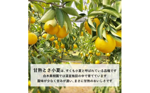 ＜先行予約＞甘熟とさ小夏 約3kg S～Lサイズ 特選品 贈答用 果物 柑橘 フルーツ 日向夏 ニューサマーオレンジ こなつ 小夏 すくも小夏 宿毛小夏 みかん 高知県 土佐市 お取り寄せ 産地直送