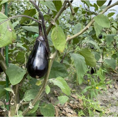 ふるさと納税 あま市 「ノウフク・プロジェクト」野菜詰め合わせ |  | 03