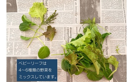 水耕野菜セット（3～5種類10パック程）