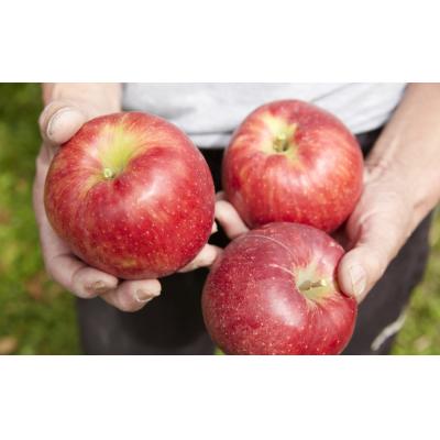 ふるさと納税 陸前高田市 【旬のりんごをお届け!】 米崎りんご 約3kg 品種おまかせ ★大和田果樹園★ 旬 りんご |  | 01