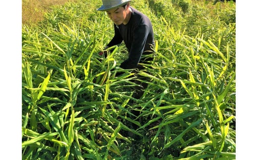 自然栽培生姜の佃煮ふりかけ_イメージ5