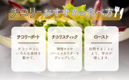 チコリー | チコリー赤白セット HOKY002