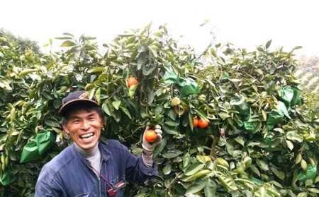 セミノール 特選 Lサイズ 柑橘 セミノール【33玉 約5kg】【先行予約】