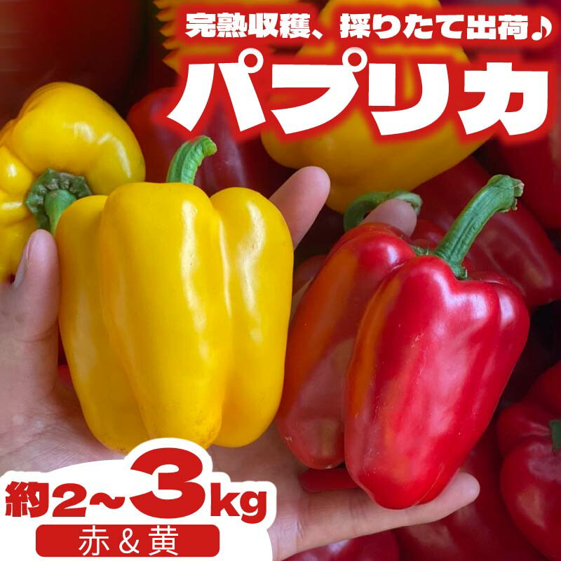 【ふるさと納税】 パプリカ 2~3kg 和 パプリカ 国産 牧之原産 和ぷりか 赤 ＆ 黄色 セット サラダ 野菜 新鮮 やさい 産地直送 丸新柴本製茶 静岡県 牧之原市