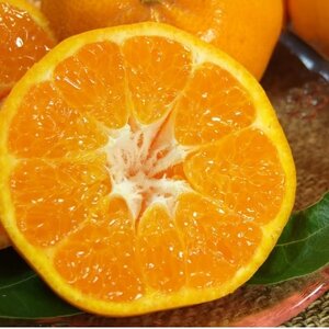 はるみ[約4kg]和歌山県有田産春みかん(果実サイズおまかせ)【1223479】