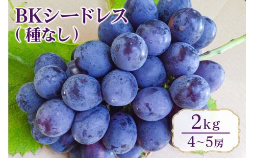 【 2025年 先行予約 】 BKシードレス ( 種なし ) 2kg 開田ぶどう園 4房 ～ 5房 ぶどう ブドウ 種無しぶどう 国産 果物 くだもの 葡萄 フルーツ 2キロ 甘い 糖度 高い 9月 