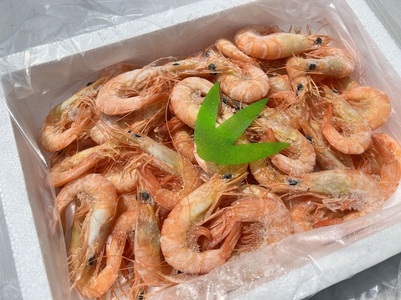 瀬戸内海産 ボイル スクモエビ 600g