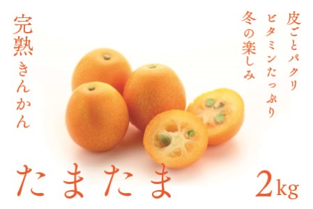 完熟 きんかん たまたま 2kg 宮崎 皮ごと 果物 フルーツ 先行受付 予約 金柑 ギフト 贈答 送料無料