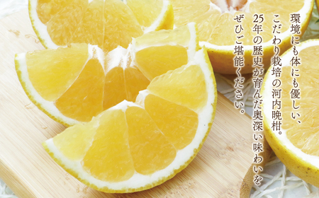 河内晩柑 中玉 10kg みかんの山祥