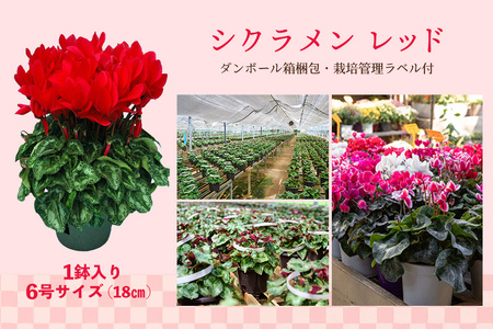 【先行受付11月20日より発送 数量・期間限定】 鉢花 シクラメン レッド6号鉢×1鉢＋ヒノヒカリ(精米)10kgセット【ふるさと納税 シクラメン お米】(H069122)