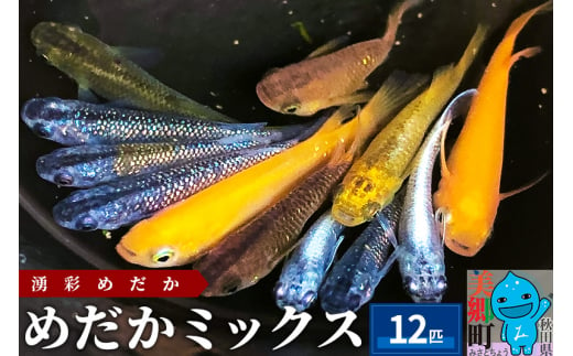 
めだか ミックス 12匹 メダカ 生体 観賞用 魚 ペット 観賞魚
