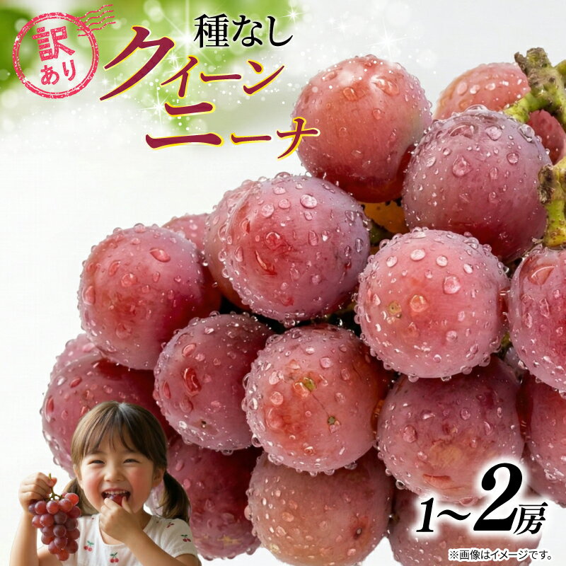 【ふるさと納税】 訳あり ぶどう クイーンニーナ【選べる容量】 1房 ～ 2房 500g ～ 1kg 2026年発送分 数量限定 先行予約 種なし 葡萄 産地直送 グレープ おすすめ 産地直送 フルーツ 果物 くだもの ふるさと納税ぶどう 千葉県 銚子市 加瀬農園 【8月中旬から順次発送予定】
