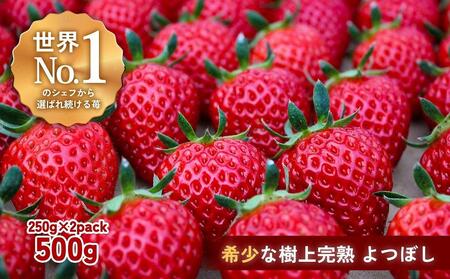 【完熟クラフト苺BERRY】有名シェフ御用達【樹上完熟よつぼし】約500g（出荷2024年12月上旬～2025年5月下旬）