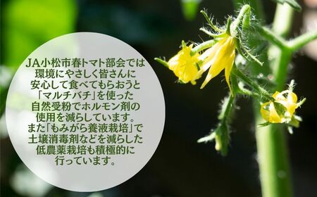 春トマト  20玉～24玉（約4kg）小松産 野菜 春とまと | 石川県 小松市【JAあぐり】