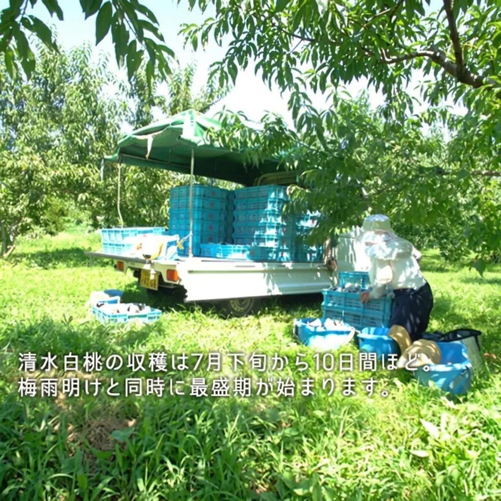 桃 2026年 先行予約 清水白桃 約2.2kg 大玉 6～7玉  岡山県産 桃