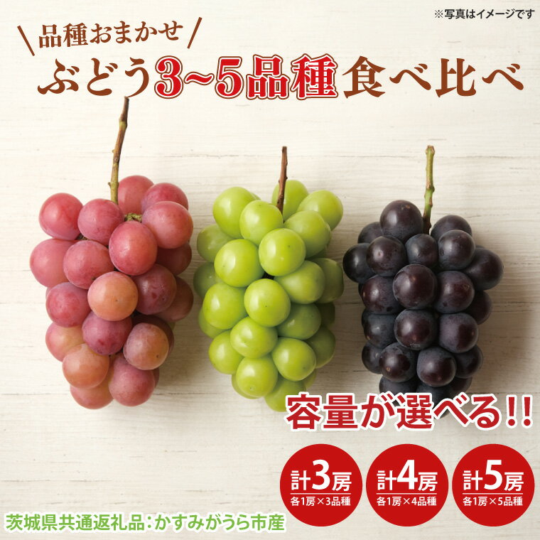 【ふるさと納税】【選べる】【先行予約】ぶどう3品種食べ比べ 各1房 計3房・計4房・計5房（茨城県共通返礼品：かすみがうら市産）　※2025年9月初旬～2025年10月下旬頃に順次発送予定（CD059）