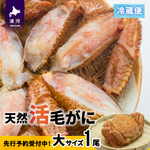 【今が旬！】漁協の活毛がに 大サイズ１尾※日付指定対応不可※[02-1204]