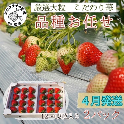 【2026年4月発送】厳選大粒　こだわり苺 品種お任せ 12～18粒×2パック【配送不可地域：離島】【1470657】