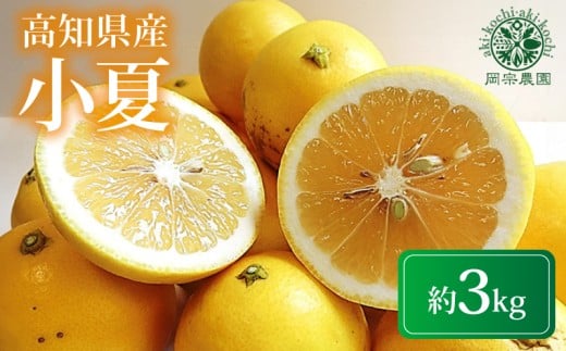 【先行予約】【令和8年産】 小夏 約 3kg フルーツ 果物 みかん 期間限定 季節限定 旬 柑橘 家庭用 自宅用 ギフト プレゼント 贈答用 こなつ 日向夏 ニューサマーオレンジ オレンジ デザート スイーツ アレンジ ゼリー ジャム ケーキ メリーガーデン 高知県産 春 初夏 甘酸っぱい ジューシー 甘皮 爽やか 冷やして 高知 特産品 国産 フルーツギフト 贈り物 お取り寄せ 安芸市 高知県