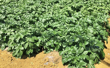 静岡県浜松市産 三方原馬鈴薯 秀品 L 10kg 男爵 じゃがいも じゃが芋 ジャガイモ 国産 野菜 浜松市