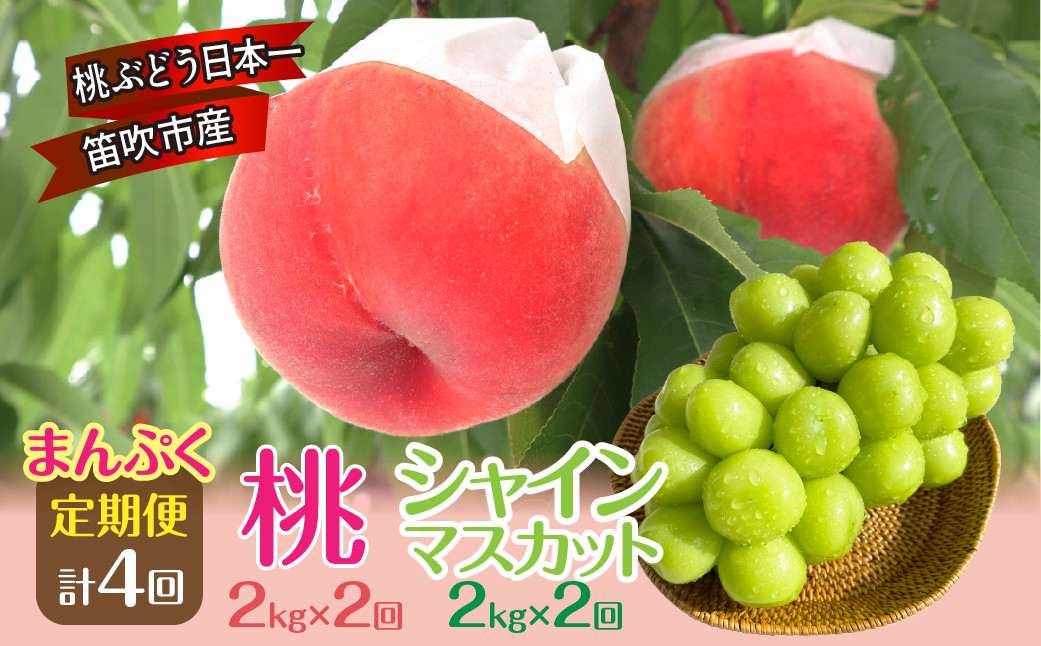 
                  【2026年発送★先行予約】まんぷく！桃とシャインマスカット定期便（桃2.0kg×2回　シャインマスカット2.0kg×2回）| くだもの 果物 フルーツ 桃 2.0kg もも シャインマスカット 1.0kg ぶどう 葡萄 新鮮 期間限定 山梨県 笛吹市 | 157-045
                