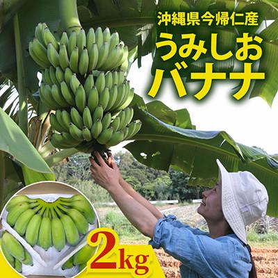 ふるさと納税 今帰仁村 【2026年6月上旬から順次発送】今帰仁産のうみしおバナナ2kg