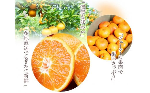 みかん 高級ブランド 田村みかん 5kg【予約】 ※2026年11月下旬～2027年1月下旬頃に順次発送予定 / みかん ミカン 有田みかん 温州みかん 田村みかん ブランドみかん フルーツ 果物 く