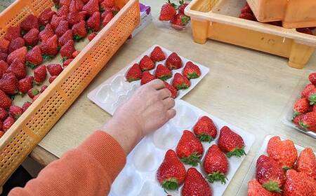 ＜アグリハウス秋山＞ とちおとめ デラックス3L～4L 大玉 24～30粒  F7X-0214