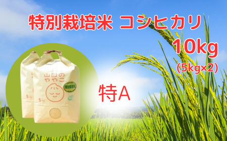 令和6年新米『山田のややこ』特別栽培米コシヒカリ 精米 10kg＜茨城県共通返礼品・河内町産＞ | 茨城県 龍ケ崎市 令和6年産 新米 食味 特A お米 ごはん 米 白米 ご飯 コシヒカリ JGAP認証 自然堆肥 特別栽培米 厳選米 人気 農家直送 産地直送 精米 おすすめ もっちり 冷めてもおいしい おにぎり お弁当