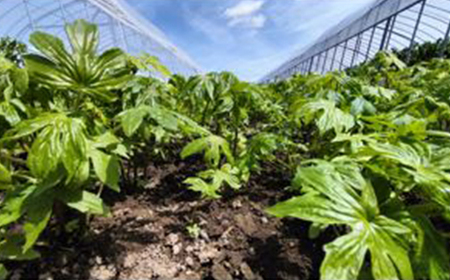 しどけ（モミジガサ） 約1000g 瑞々しい山菜の女王【300P3202】