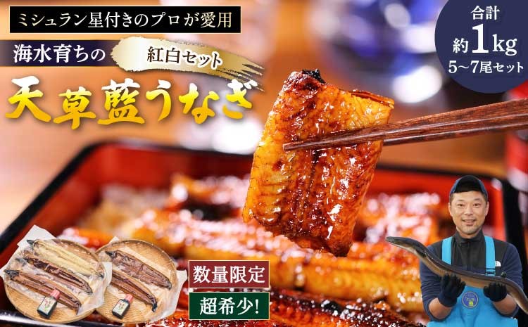 
                   【ミシュラン星付きのプロが愛用】 うなぎ 国産 〈数量限定〉海水育ちの天草藍うなぎ 紅白 5〜7尾セット (合計約1kg)   〈熊本地震復興応援〉 鰻 ニホンウナギ 惣菜 熊本県産 九州 国産 冷凍  株式会社天草海産
                