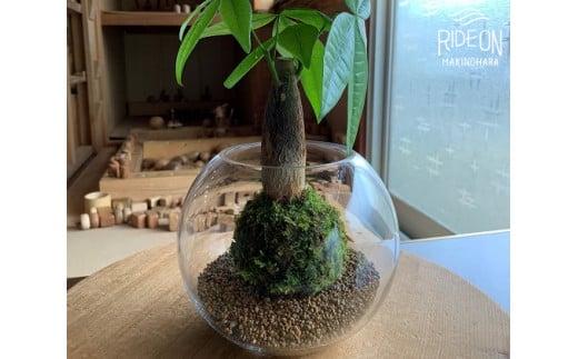 苔 パキラ 苔玉 コケ こけ 農家直送 インテリア 観葉 植物 静岡県 牧之原市 専門農家 直送 パキラ苔玉