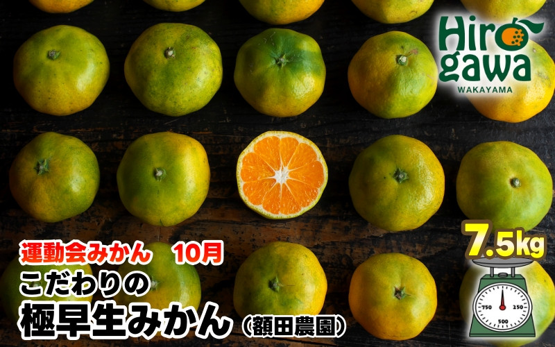 
            極早生 みかん 家庭用 7.5kg / 極早生みかん 温州みかん 甘い 家庭用 和歌山 柑橘 ※10月上旬～11月上旬順次発送 ※北海道・沖縄・離島への配送不可 【nuk003-r-7d5B】
          