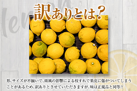 訳あり 数量限定 マイヤーレモン 10kg フルーツ 果物 柑橘 レモン 檸檬 みかん オレンジ 人気 おすすめ おすそ分け お土産 プレゼント お取り寄せ グルメ 国産 食品 デザート スイーツ お