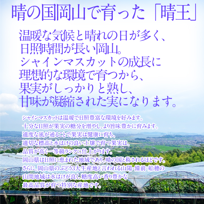 2026年予約受付中 シャインマスカット晴王1房 約600g 7月～8月出荷 人気 岡山県産 種無し 皮ごと食べる みずみずしい フレッシュ 晴れの国 おかやま 果物大国 ハレノフルーツ