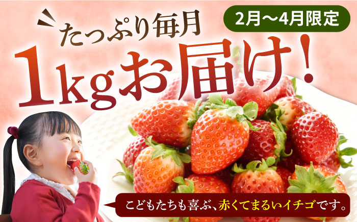 【全3回定期便】《2025年2月3月4月お届け》 いちご イチゴ 1kg （250g×4パック）恋みのり・さがほのかミックス 壱岐島産 【Strawberry Gang】 [JEM002] 苺 いちご