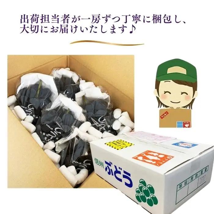 訳あり クイーンルージュ®  約2kg（4~6房）※最低1.8kg以上｜ ぶどう