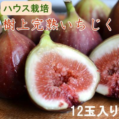 ふるさと納税 海南市 【ハウス栽培】和歌山県産樹上完熟いちじく12玉入り(海南市)