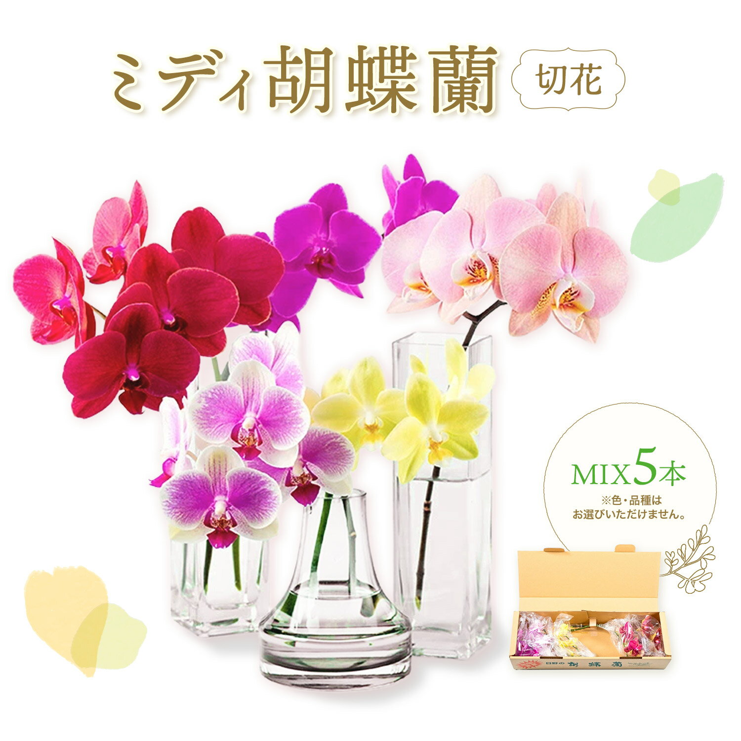【ふるさと納税】ミディ 胡蝶蘭切花 MIX 5本 セット 株式会社日野洋蘭園《30日以内に出荷予定(土日祝除く)》鹿児島県 さつま町 胡蝶欄 植物 花 切花 送料無料