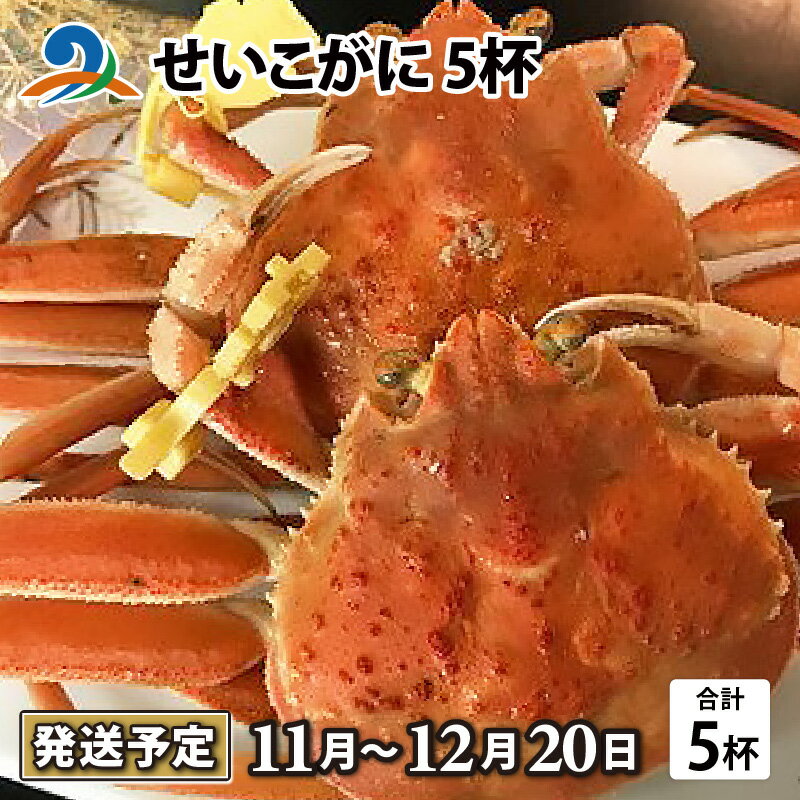 【ふるさと納税】【先行予約】せいこがに 5杯/ セイコガニ せいこ蟹 セコガニ 雌 ずわいがに ズワイ蟹 越前ガニ ボイル 冷蔵 ご自宅用 カニ しゃぶしゃぶ 海鮮 カニすき カニ鍋 カニしゃぶ かに 国産 南越前町 送料無料