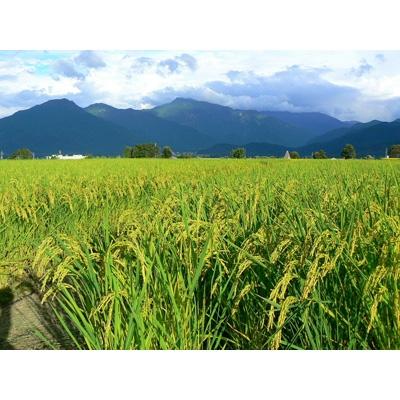 ふるさと納税 南魚沼市 令和6年産 《語り伝えられる地》南魚沼しおざわ産コシヒカリ5Kg(白米) |  | 03