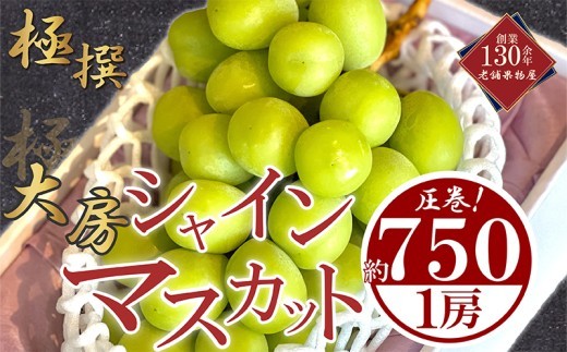 
                  ★2026年発送 大房 シャインマスカット 1房 約750g 特大 大房 マスカット ぶどう 葡萄 ブドウ 種なし 皮ごと シャイン マスカット しゃいんますかっと 果物 くだもの 瀬戸内 フルーツ 甘い 新鮮 人気 おすすめ ふるさと納税 香川県 丸亀市
                