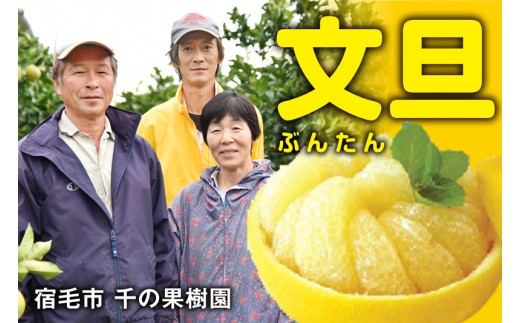 千の果樹園の土佐文旦4.5kg 贈答用