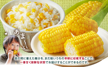 《2026年発送先行予約》【数量・期間限定】宮崎市産朝どれスイートコーン（ゴールドラッシュ）約8kg とうもろこし トウモロコシ スイートコーン  